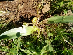 Lecokia cretica