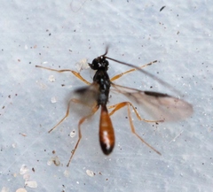 Trachyusa aurora