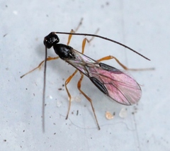 Trachyusa aurora