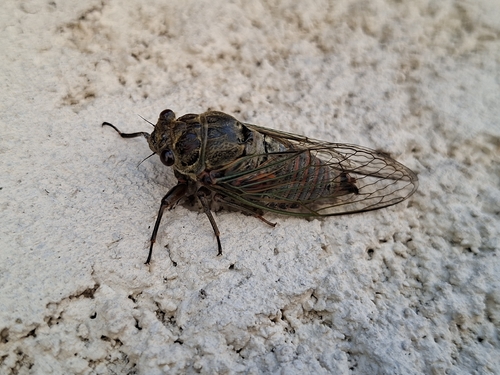 Red Cicada