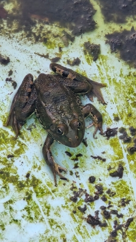 Iberian Green Frog