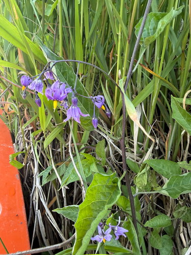 bittersweet nightshade