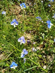 Veronica syriaca