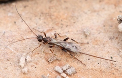 Wachsmannia spathiiformis