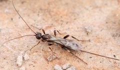 Wachsmannia spathiiformis
