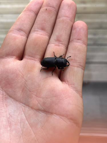 Lesser Stag Beetle