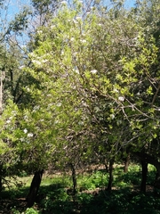 Pyrus syriaca