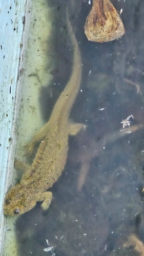 Iberian Ribbed Newt