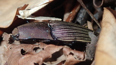 Chalcolepidius porcatus