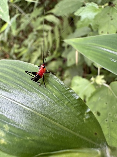 Black-kneed Meadow Katydid