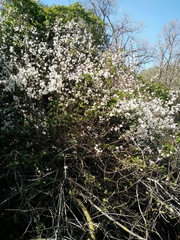 Prunus ursina