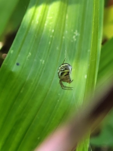 Cricket-bat Orbweaver