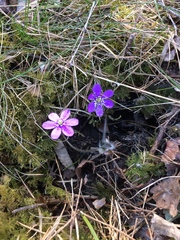 Hepatica nobilis