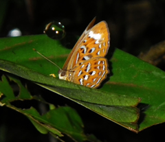 Taxila haquinus berthae