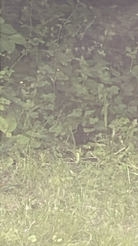Amsel