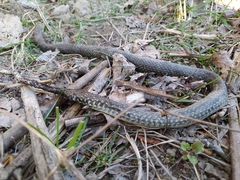 Hierophis viridiflavus