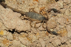 Centruroides gracilis