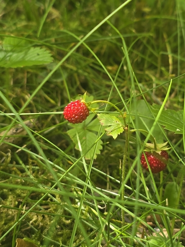 woodland strawberry