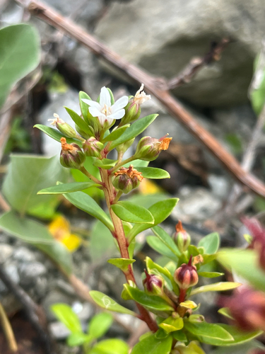 Lysimachia mauritiana, photograph 4