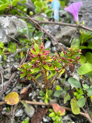 Lysimachia mauritiana, photograph 5
