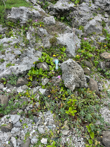 Lysimachia mauritiana, photograph 6