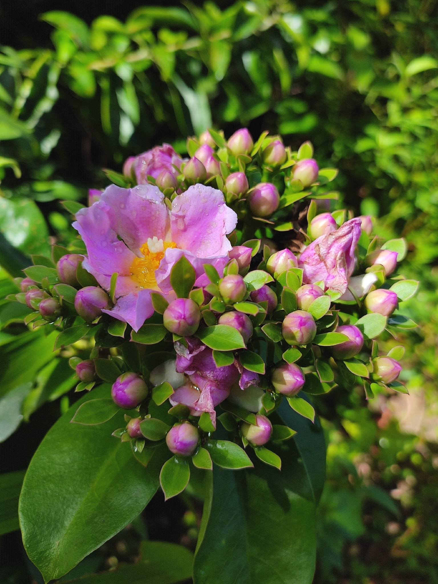 Pereskia grandifolia