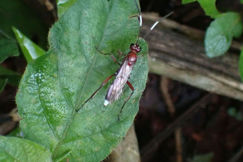 Crytea ceta