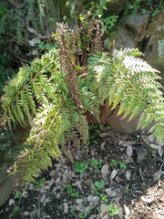 Dryopteris pallida