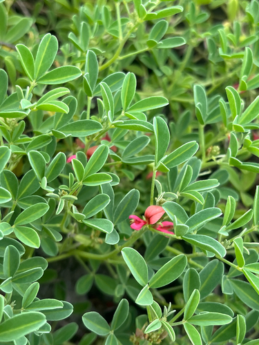 Indigofera trifoliata, photograph 3