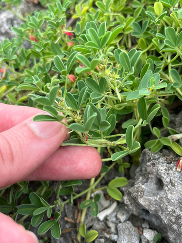 Indigofera trifoliata, photograph 4