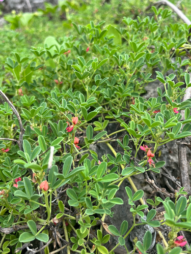 Indigofera trifoliata, photograph 5