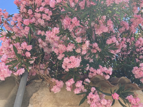 oleander