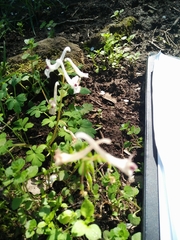 Corydalis triternata