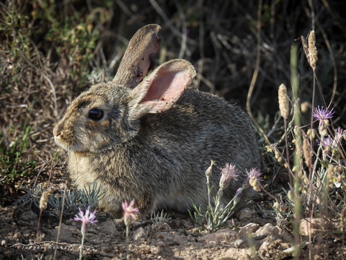European Rabbit