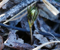 Anemonoides amurensis