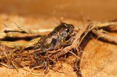 Patzcuaro Peeping Frog photo 2