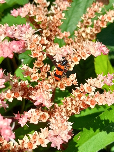 Bee-eating Beetle