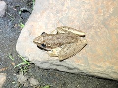 Litoria inermis