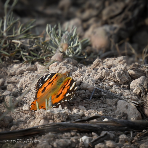 Painted Lady