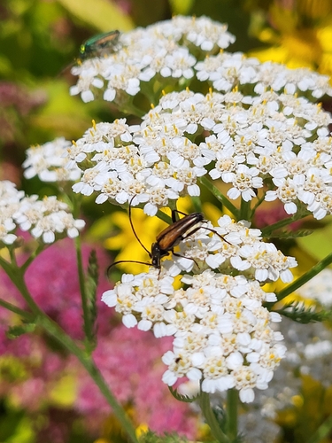 Black-striped Longhorn Beetle