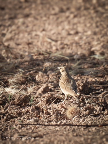 Crested Lark