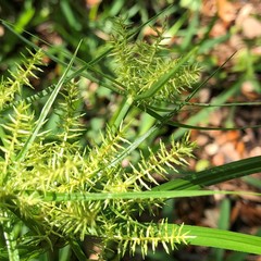 Cyperus tetragonus