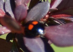 Exochomus quadripustulatus