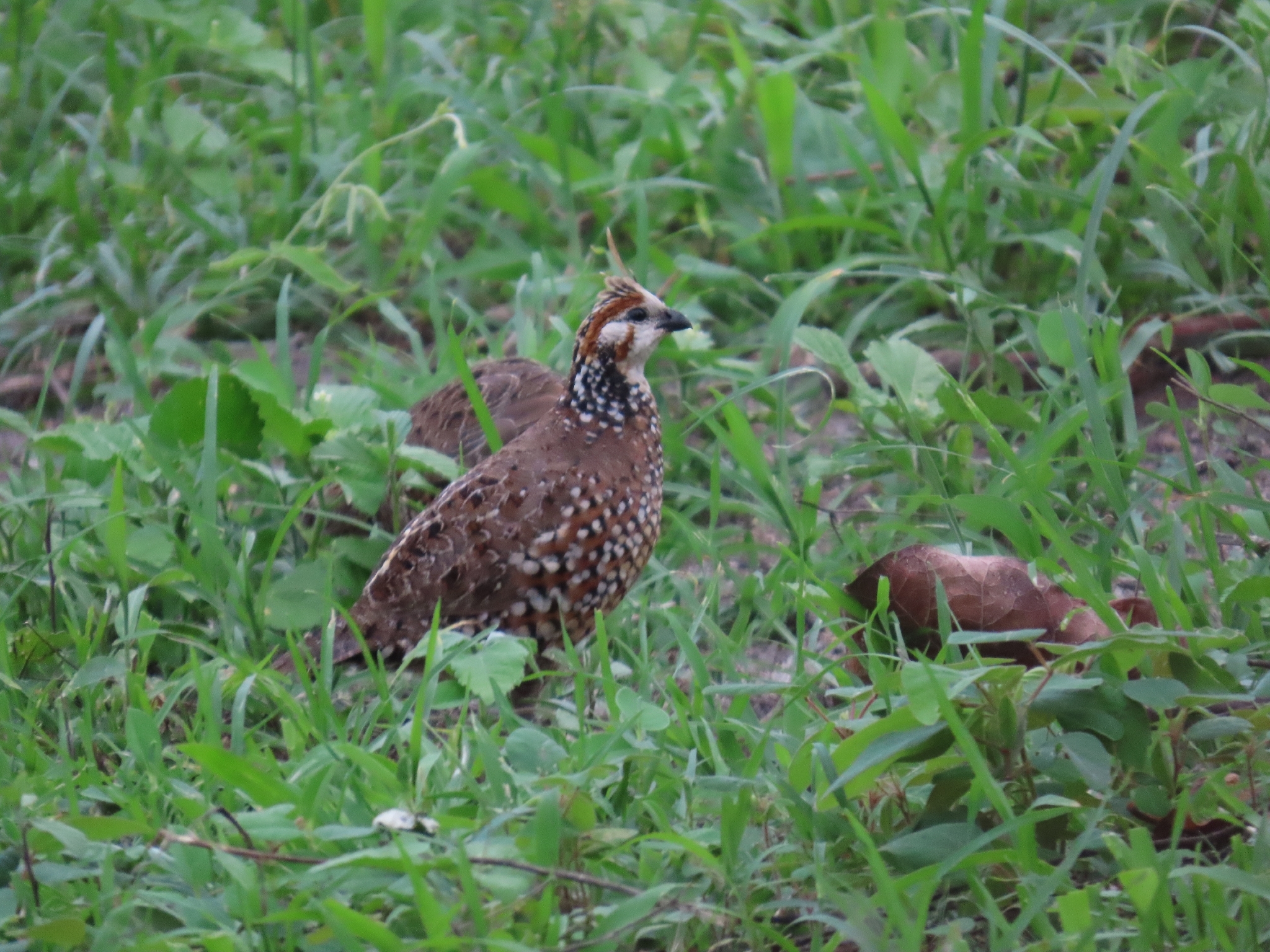 Crested Bobwhite (Colinus cristatus), photo 7