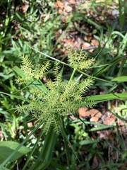 Cyperus tetragonus