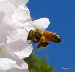 Apis mellifera