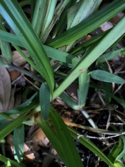 Cyperus tetragonus