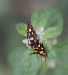 Eretmocera impactella