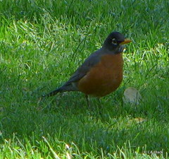 Turdus migratorius