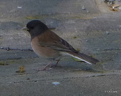 Junco hyemalis